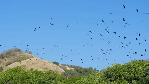 Wide shot of loads of bats flying over mangrove trees Video stock 135477576