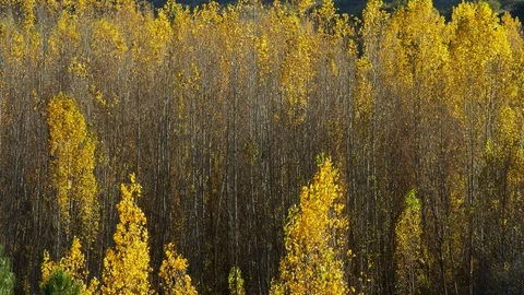 Wide Shot, Lockdown, 10 Seconds Or Greater, Outdoors, Day, Nature, Non Urban Stock Footage 94052442