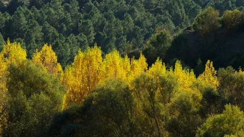 Wide Shot, Lockdown, 10 Seconds Or Greater, Non Urban Scene, Landscape, Forest, Video stock 94052473