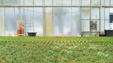 Wide Shot, Lockdown, 10 Seconds Or Greater, Working, Agriculture, Walking, Stock Footage 94078869