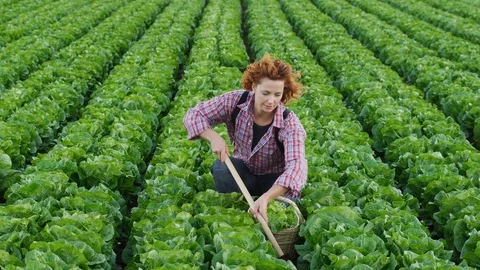 Wide Shot, Lockdown, 10 Seconds Or Greater, Rural Scene, Field, Outdoors, Day, Stock Footage 95819562