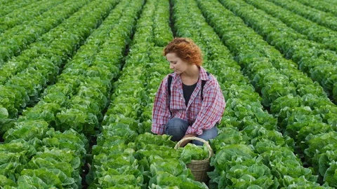 Wide Shot, Lockdown, 10 Seconds Or Greater, Rural Scene, Field, Outdoors, Day, Stock Footage 95852840