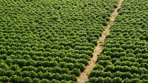Wide Shot, Lockdown, 20 Seconds Or Greater, Outdoors, Day, High Angle View, Stock Footage 94073401