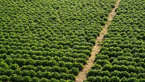 Wide Shot, Lockdown, 30 Seconds Or Greater, Outdoors, Day, High Angle View, Stock Footage 94073306
