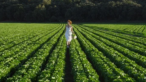 Wide Shot, Lockdown, 30 Seconds Or Greater, Rural Scene, Field, Outdoors, Day, Stock Footage 95819554