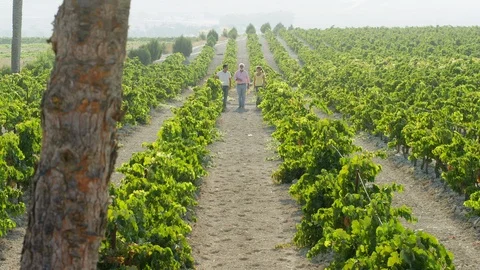 Wide Shot, Lockdown, 40 Seconds Or Greater, Agriculture, Outdoors, Day, Walking, Stock Footage 94025542