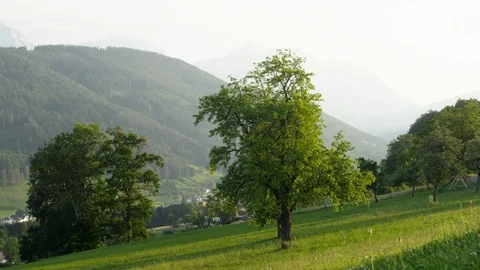 Wide Shot, Lockdown, Less Than 10 Seconds, Tree, Meadow, Hill, Non Urban Scene, Stock Footage 94066833