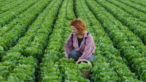 Wide Shot, Lockdown, Less Than 10 Seconds, Rural Scene, Field, Outdoors, Day, Video stock 95852828