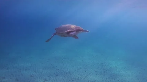 A wide shot of loggerhead sea turtle in the open sea Stock Footage 238837782