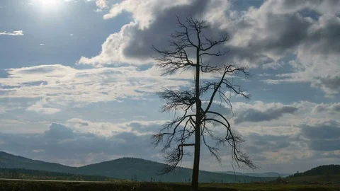 Wide shot of lonely dead tree against time lapse mountain highway and clouds Stock Footage 75870036
