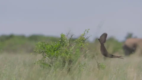 Wide shot of a long-tailed widowbird mating display Video stock 260849173