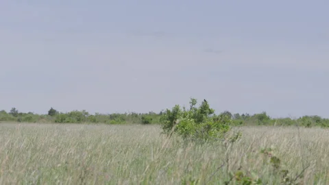 Wide shot of a long-tailed widowbird sitting on top of a tree Stock Footage 260849786