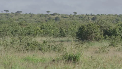 Wide shot of a long-tailed widowbird mating display across savannah Stock Footage 260852684