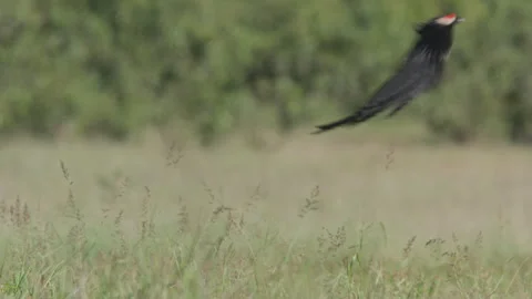 Wide shot of long-tailed widowbird flying by in Africa Stock Footage 260853255