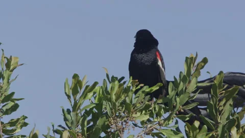 Wide shot of a long-tailed widowbird making call sounds in Africa Stock Footage 260853437
