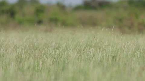 Wide shot of a long-tailed widowbird mating display to impress female. Video stock 261028102