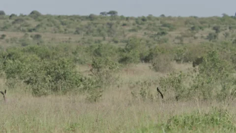 Wide shot of a longtailed widowbird scanning the area from tall grass Video stock 260853083