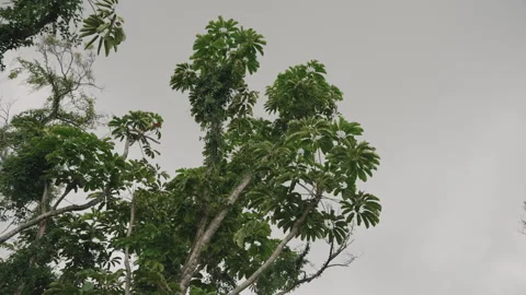 Wide Shot Looking Up at Large Tree Surrounded By Tropical Plants 4K Stock Footage 267048749
