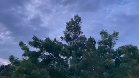 Wide Shot of Lush Green Trees Under a Moody Monsoon Cloudy Sky Stock Footage 344409590