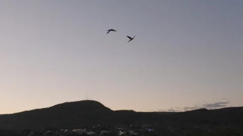Wide Shot of Macaws Flying Over Mountains at Sunset Stock Footage 339631949