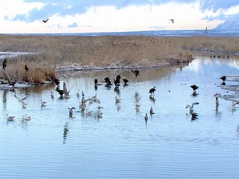 Wide Shot of Many Bald Eagles at Farmington Bay Stock Footage 124354088