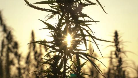 Wide shot of marijuana field in the amazing sunset background. Stock Photos