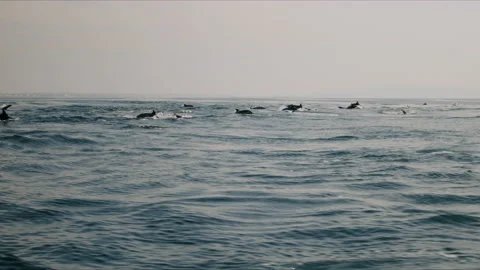 Wide Shot Of Massive Pod Of Dolphins Jumping Out Of Water 4K 48FPS SLO-MO Stock Footage 221190819