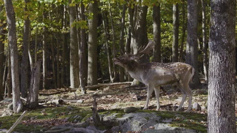 Wide shot of mating call white tailed deer Stock-Footage 293636298