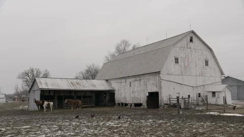 Wide shot of mid western white barn with livestock, cows, chickens Stock Footage 89945181