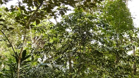 Wide shot of monkey half hiden in tree climbing down a tree Stock Footage 123620363