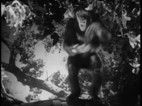 Wide shot monkey in tree clapping Stock Footage 260249060