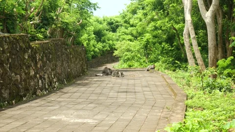 WIDE SHOT OF MONKEYS ON PATH Видео 221301456