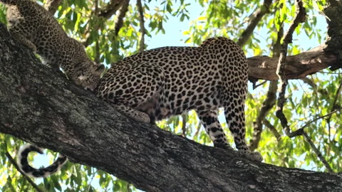 Wide shot of a mother leopard up in the tree with her cute cub, Greater Stock Footage 161224219