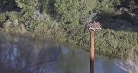 Wide shot of mother osprey brooding over hidden chicks at sunrise Stock Footage 336746262