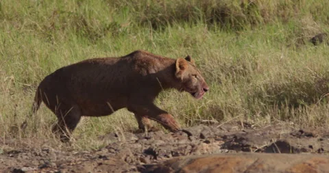 Wide shot of a muddy Lion pouncing on another lion as they play Stock Footage 279039979