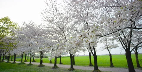 Wide shot of Multiple Cherry Blossom trees Stock Footage 64024785