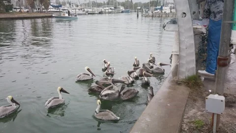 Wide shot of Multiple Florida Brown Pelicans near a fish cleaning station gettin Stock Footage 262206209