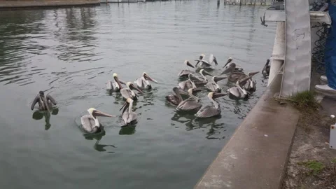 Wide shot of Multiple Florida Brown Pelicans near a fish cleaning station gettin Stock Footage 262206736