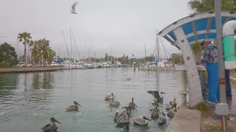 Wide shot of Multiple Florida Brown Pelicans near a fish cleaning station gettin Stock Footage 262206737