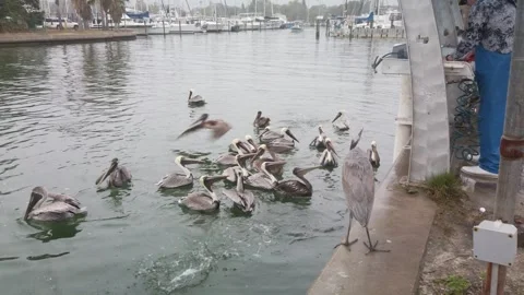 Wide shot of Multiple Florida Brown Pelicans near a fish cleaning station gettin Video stock 262207219