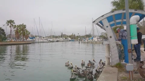 Wide shot of Multiple Florida Brown Pelicans near a fish cleaning station gettin Stock Footage 262208130
