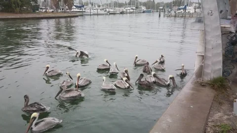 Wide shot of Multiple Florida Brown Pelicans near a fish cleaning water spray Stock Footage 262208464