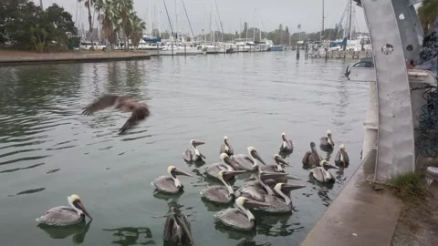Wide shot of Multiple Florida Brown Pelicans near a fish cleaning station gettin Stock Footage 262208645