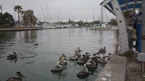 Wide shot of Multiple Florida Brown Pelicans near a fish cleaning station gettin Stock Footage 262208985