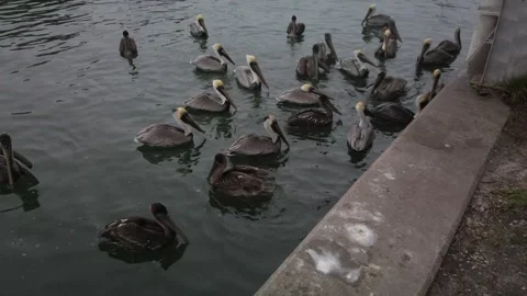Wide shot of Multiple Florida Brown Pelicans near a fish cleaning station gettin Stock Footage 262209003