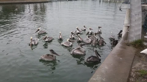 Wide shot of Multiple Florida Brown Pelicans near a fish cleaning station gettin Stock Footage 262209048