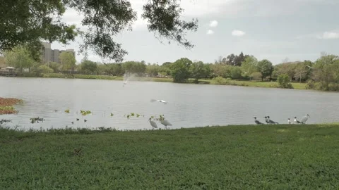 Wide shot Multiple white ibis and seagulls in grass beside the edge of calm lake Stock Footage 270191484