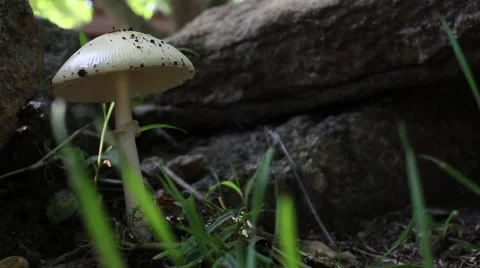 Wide shot of a mushroom. 動画素材 67483535