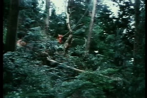 Wide shot of ninjas leaping through the forest Stock Footage 11355308