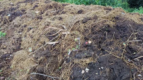 Wide shot of nutrient rich compost pile covered with protective straw mulch Stock-Footage 346816658